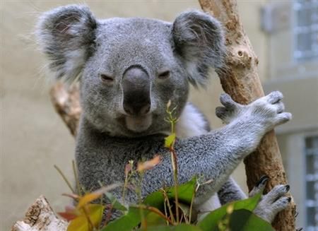 Miś koala w niemieckim zoo - Najlepsze zdjęcia - WP Wiadomości