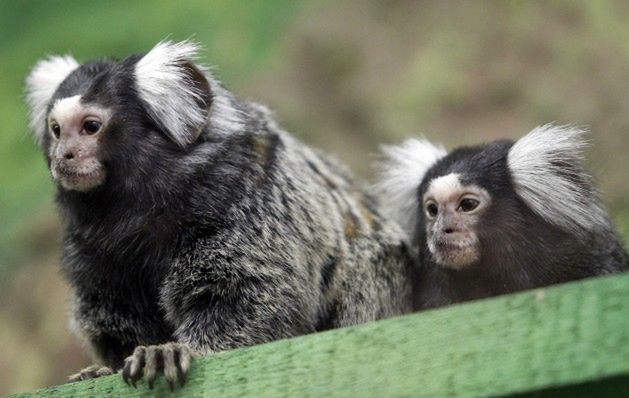 Malpki Uistiti W Chorzowskim Zoo Wp Turystyka