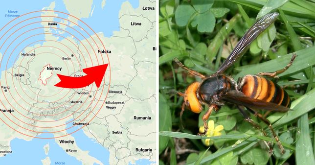 Azji dostać Duży kogut