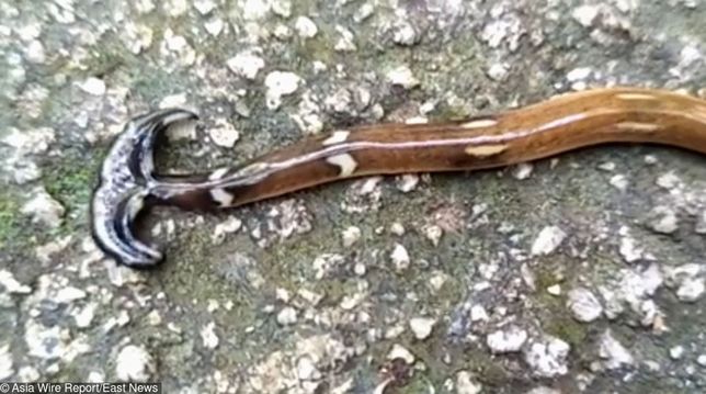 Gigantyczny Drapieżny Robak Uciekł Z Azji Niszczy Europejskie