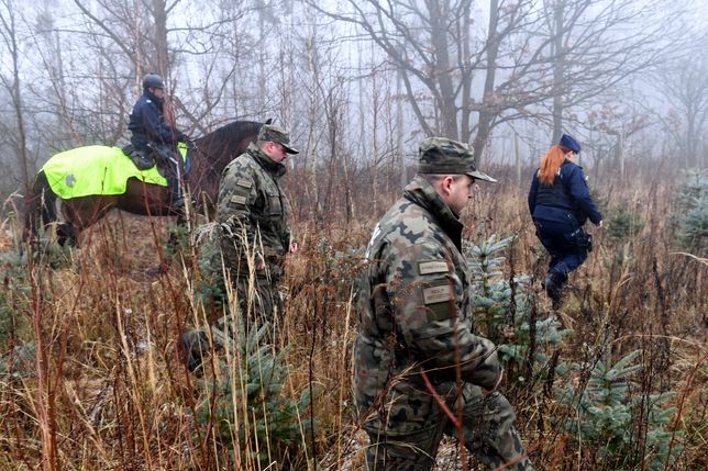 Akcja "CHOINKA-18" w miejscowości Glinna. Policjanci i strażnicy leśni patrolują lasy. Wszystko, by złodzieje drzewek nie pozostali bezkarni