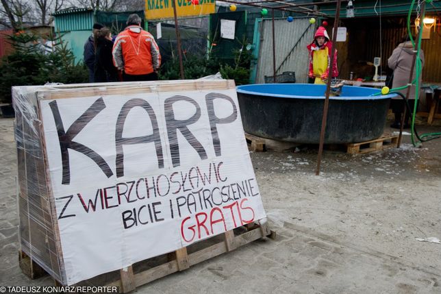 Jak odróżnić polskiego karpia od chińskiego? Jest tylko Jak odróżnić polskiego karpia od chińskiego? Jest tylko