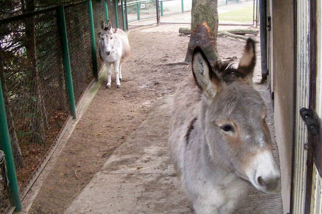 Serwis randkowy w zoo