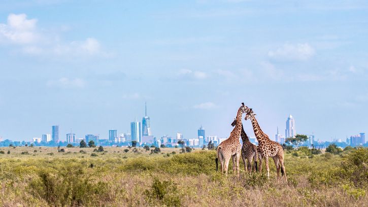 Stolica Kenii – co zobaczyć w Nairobi?