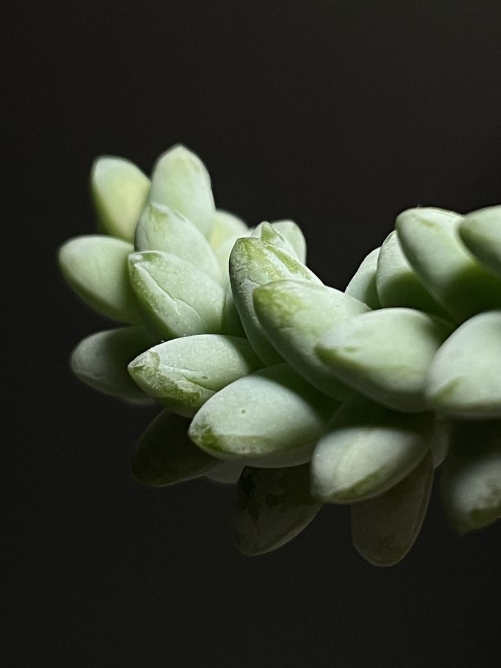 Sample macro photo from the iPhone 12 Pro