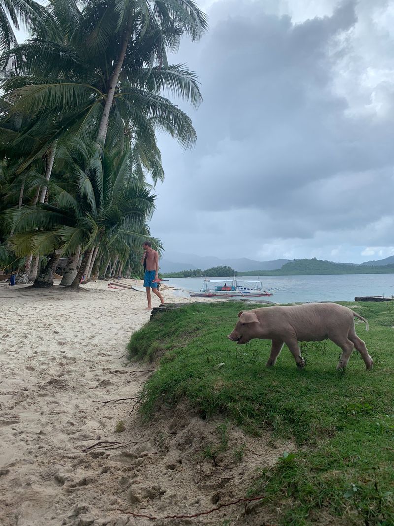 Świnie na plaży to powszechny widok
