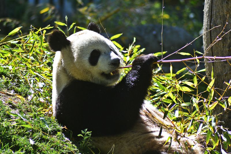 Panda z madryckiego zoo