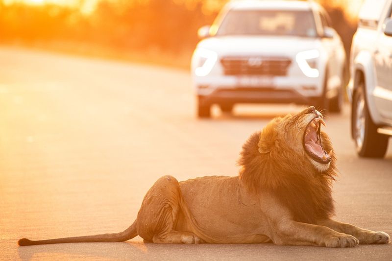 Park Narodowy Krugera w RPA