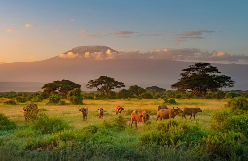 Widok na Kilimandżaro, Park Narodowy Amboseli