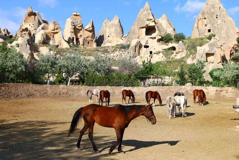 Göreme i konie pasące się pod stożkami