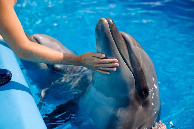 Interakcje z delfinami