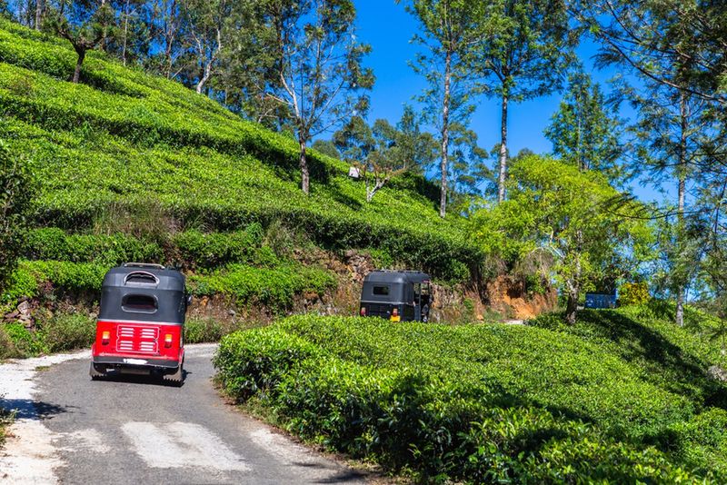 Plantacje w okolicy Haputale