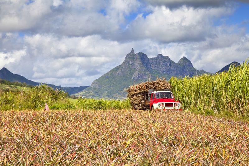 Trzcina cukrowa na Mauritiusie