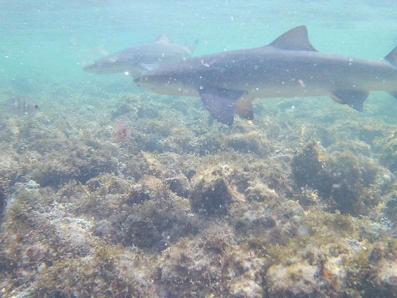 Rekiny koło naszych nóg