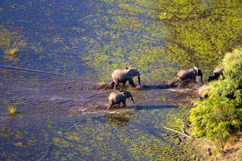 Delta Okawango