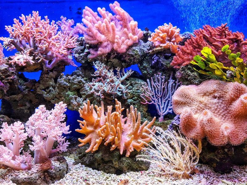 Gdzie są najpiękniejsze rafy koralowe?