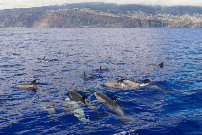 Delfiny w maderskich wodach