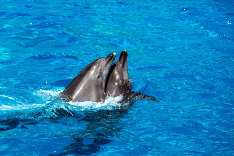 Obserwacja delfinów