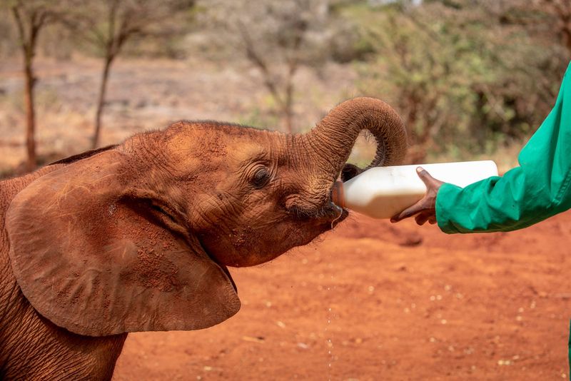 David Sheldrick Wildlife Trust