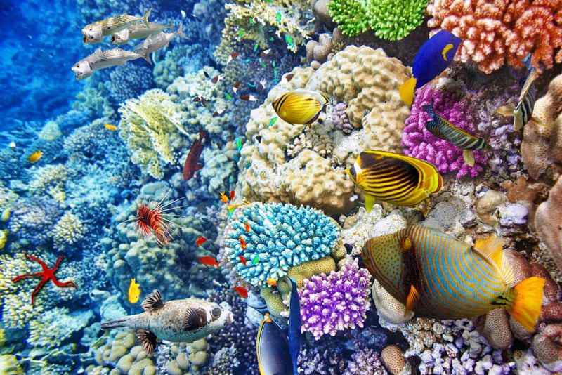 Piękny podwodny świat