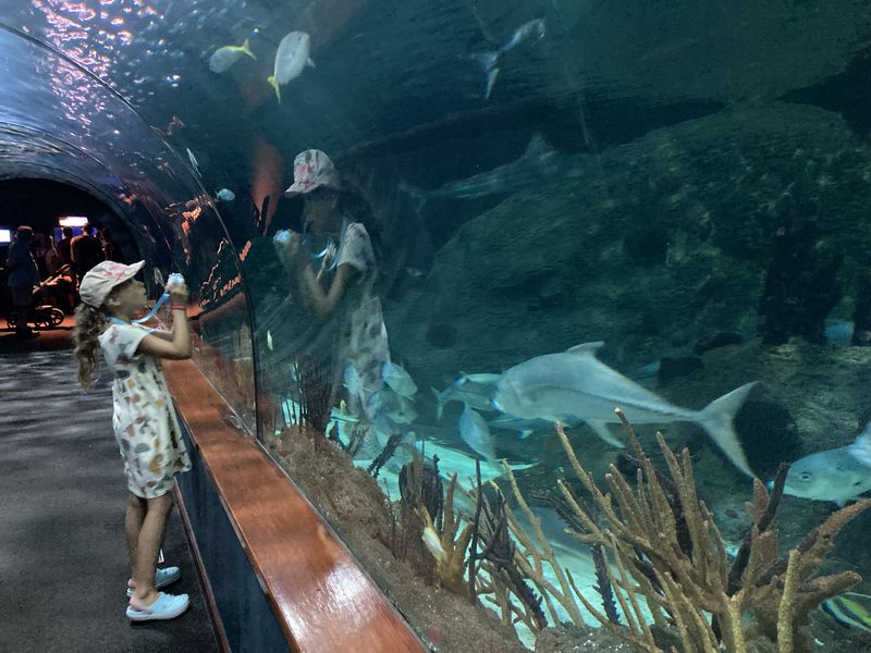 Podwodny tunel w Loro Parque