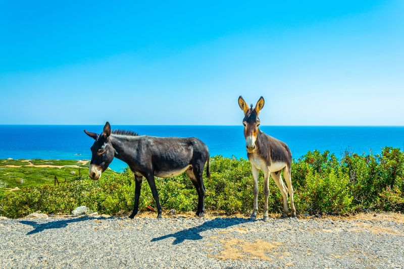 W wielu miejscach na Cyprze można spotkać osły