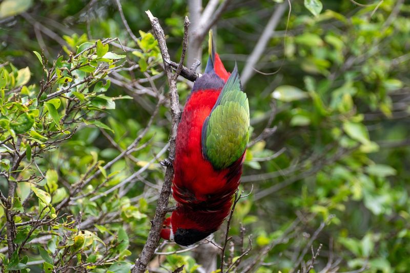 Papuga w Loro Parque