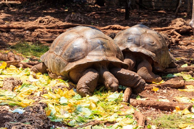 Olbrzymie żółwie na Prison Island
