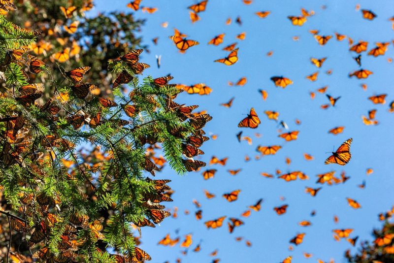 Monarch Butterflies