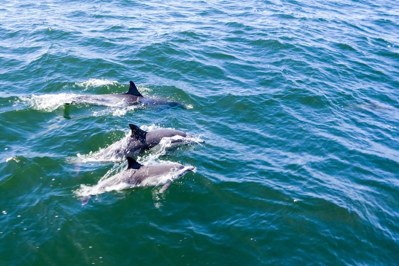 Delfiny w naturalnym środowisku