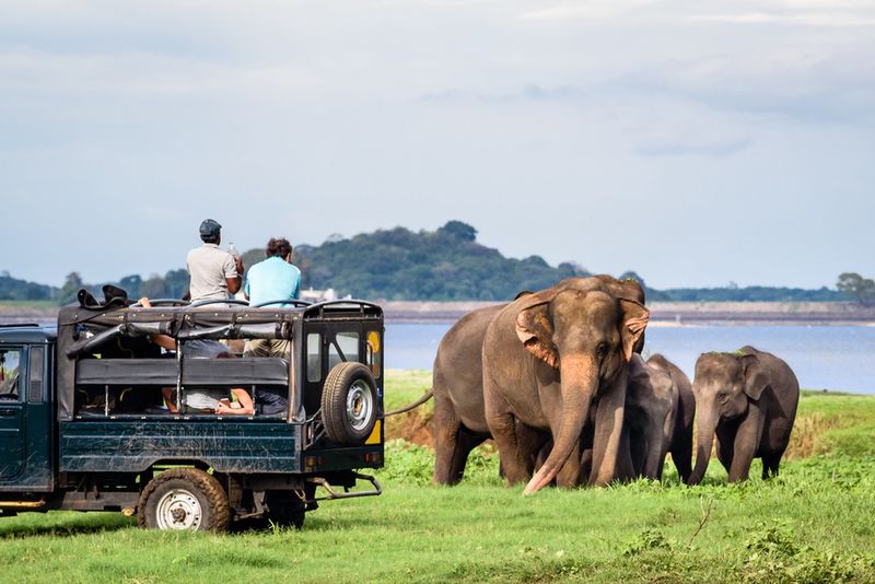 Safari po Parku Narodowym Wilpattu 