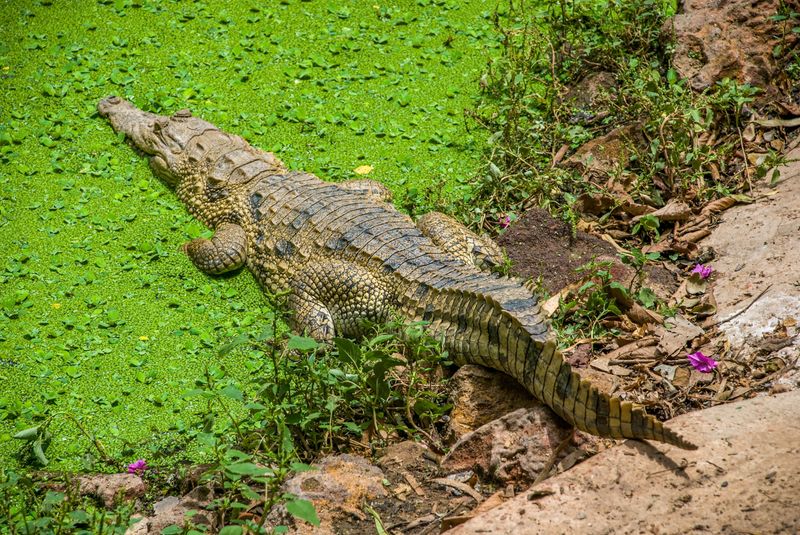 Krokodyl z parku Kachikally Crocodile Pool w Bakau