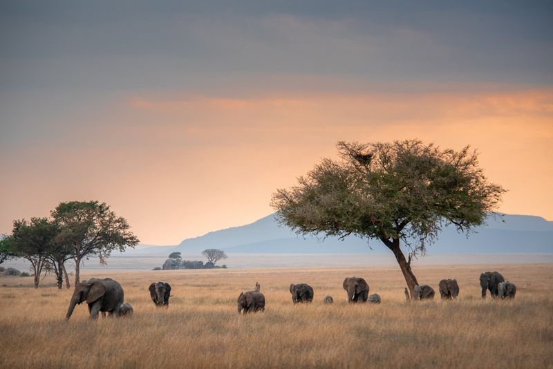 Rodzina słoni Serengeti