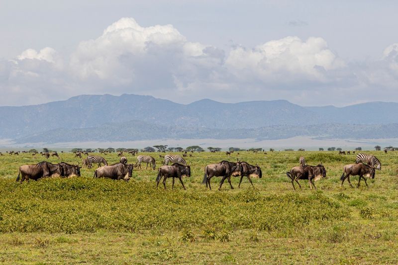 Park Narodowy Serengeti