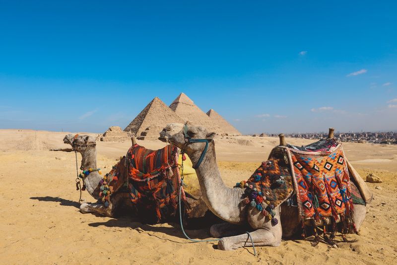 Wielbłądy na tle piramid w Egipcie