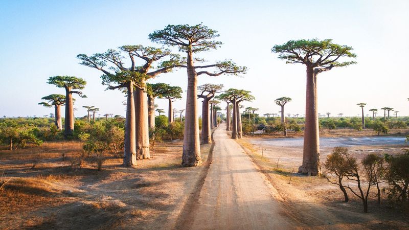 Droga wśród baobabów na Madagaskarze
