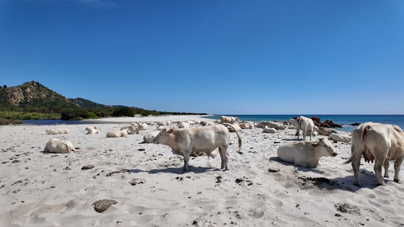 Plaża Berchida i białe krowy