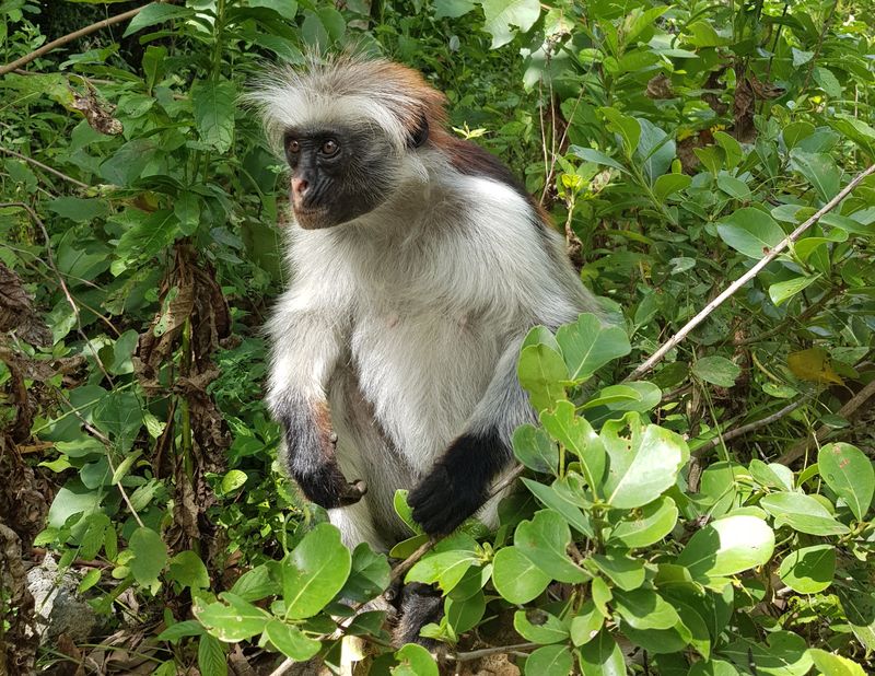 Małpa red colobus na Zanzibarze