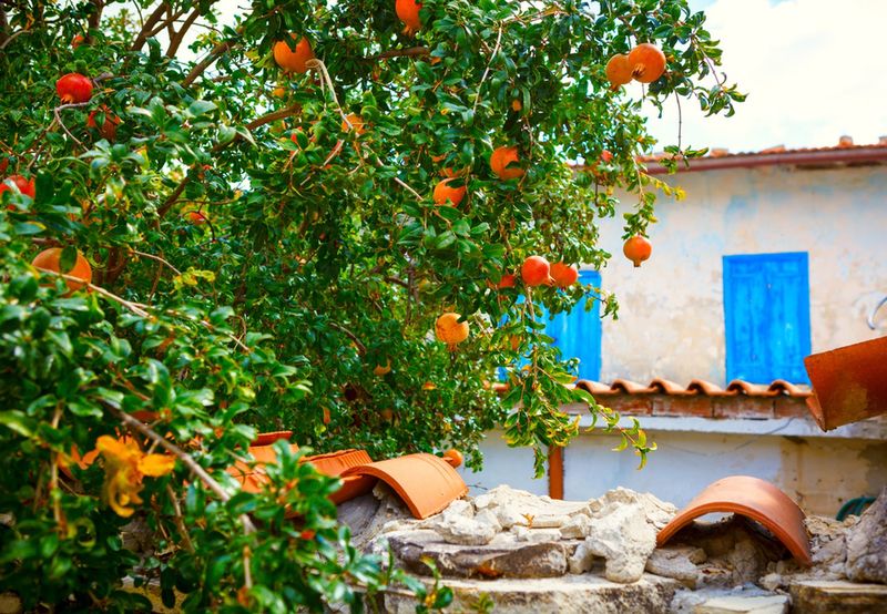 Drzewko z owocami granatu