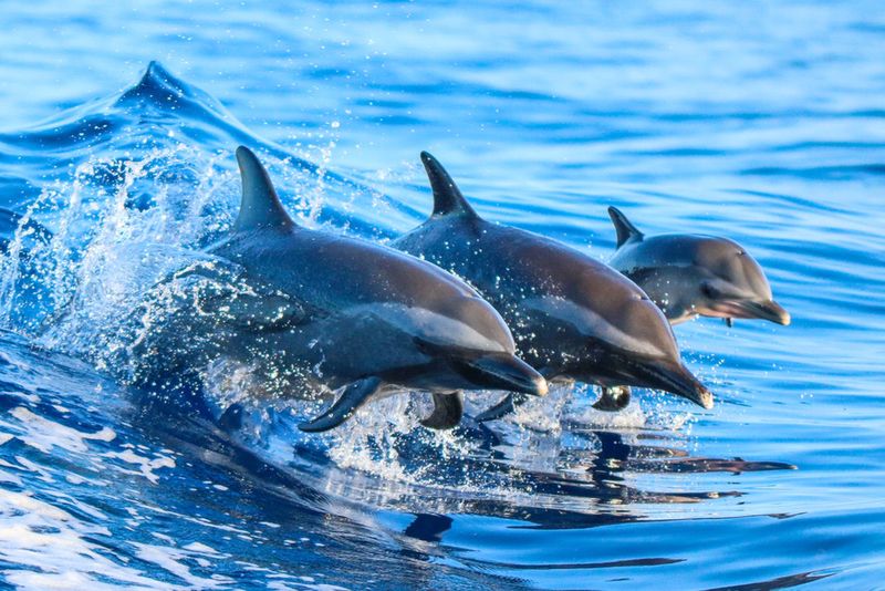 Delfiny w naturalnym środowisku