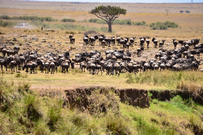 Wielka Migracja Serengeti