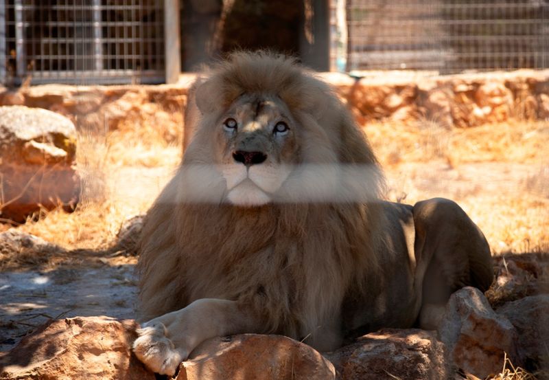 Lew w ZOO w Pafos