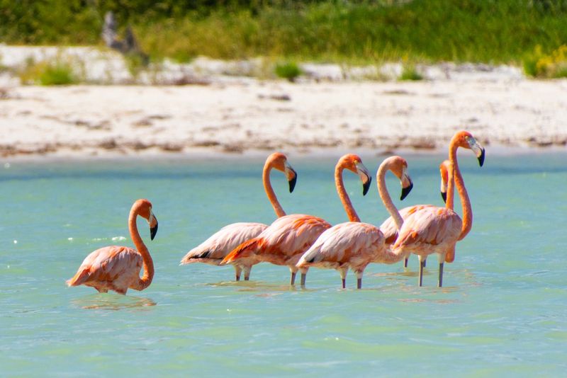 Flamingi na Holbox