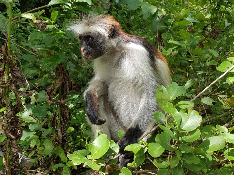 Red Colobus