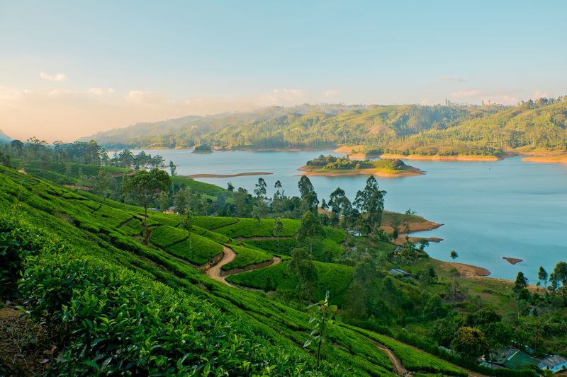 Jedną z wielu atrakcji Sri Lanki są plantacje herbaty