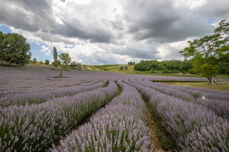 Lawendowe pola w Tihany