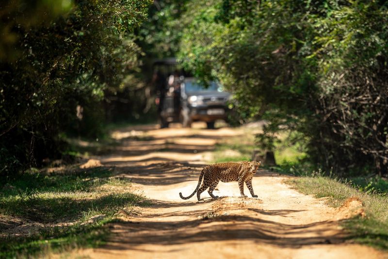 TYala National Park na Sri Lance