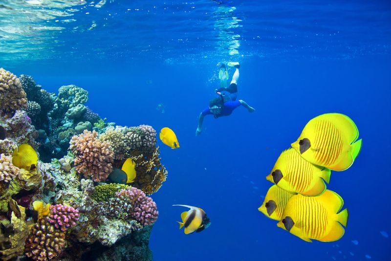 Rafy koralowe i podwodny świat 