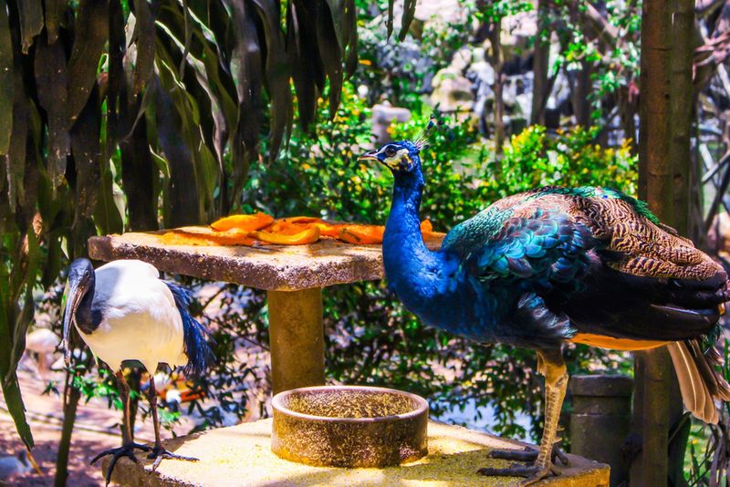 Piękne pawie w parku