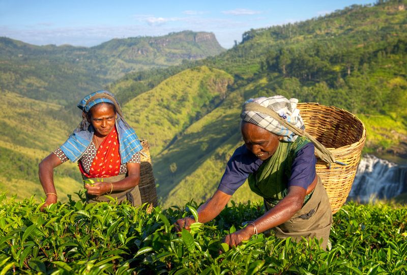 Sri Lanka - plantacje herbaty